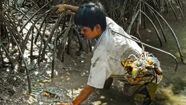 Khám Phá Đặc Sản Năm Căn Cà Mau: Top Món Ngon Đất Mũi Và Kinh Nghiệm Mua Làm Quà
