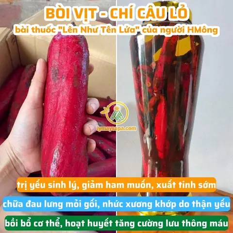 Đặc Sản Ngâm Rượu Điện Biên: Tổng Hợp Các Loại Thơm Nôm, Vị Thuốc Quý Và Bí Quyết Chọn Mua 2026 Đặc Sản Ngâm Rượu Điện Biên: Tổng Hợp Các Loại Thơm Nôm, Vị Thuốc Quý Và Bí Quyết Chọn Mua 2026