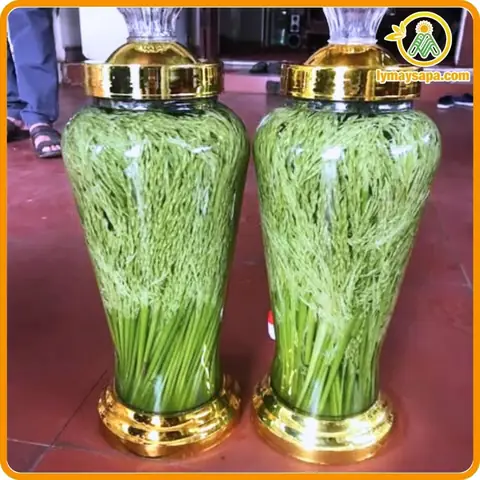 Đặc Sản Ngâm Rượu Điện Biên: Tổng Hợp Các Loại Thơm Nôm, Vị Thuốc Quý Và Bí Quyết Chọn Mua 2026 Đặc Sản Ngâm Rượu Điện Biên: Tổng Hợp Các Loại Thơm Nôm, Vị Thuốc Quý Và Bí Quyết Chọn Mua 2026