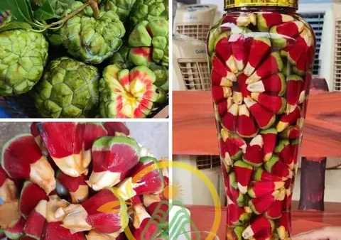 Đặc Sản Ngâm Rượu Điện Biên: Tổng Hợp Các Loại Thơm Nôm, Vị Thuốc Quý Và Bí Quyết Chọn Mua 2026
