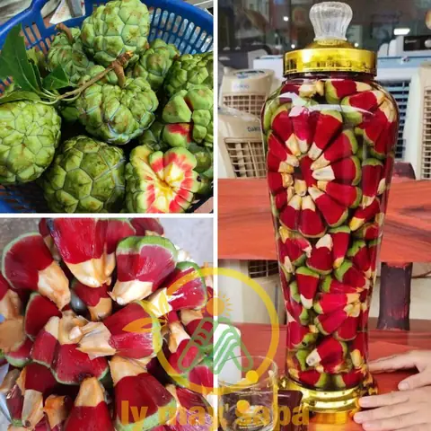 Đặc Sản Ngâm Rượu Điện Biên: Tổng Hợp Các Loại Thơm Nôm, Vị Thuốc Quý Và Bí Quyết Chọn Mua 2026 Đặc Sản Ngâm Rượu Điện Biên: Tổng Hợp Các Loại Thơm Nôm, Vị Thuốc Quý Và Bí Quyết Chọn Mua 2026