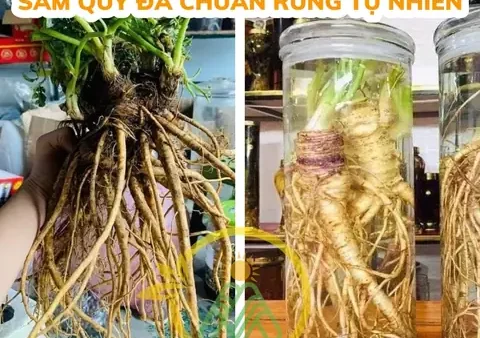 Tổng Hợp Các Loại Đồ Ngâm Rượu Tây Bắc Thơm Ngon Và Tốt Cho Sức Khỏe Nhất