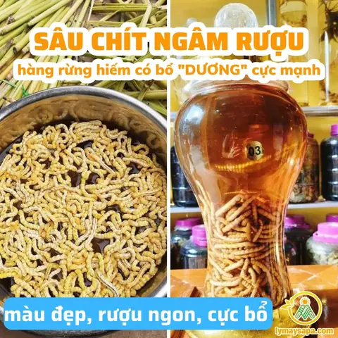 Tổng Hợp Các Loại Đồ Ngâm Rượu Tây Bắc Thơm Ngon Và Tốt Cho Sức Khỏe Nhất