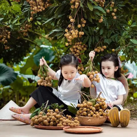 Đặc Sản Nhãn Hưng Yên: Bí Quyết Chọn Mua, Cách Bảo Quản Và Các Sản Phẩm Nổi Tiếng Năm 2026 Đặc Sản Nhãn Hưng Yên: Bí Quyết Chọn Mua, Cách Bảo Quản Và Các Sản Phẩm Nổi Tiếng Năm 2026