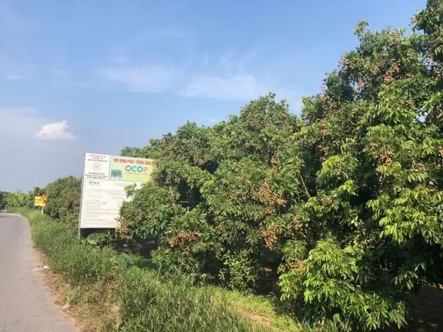 Đặc Sản Nhãn Hưng Yên: Bí Quyết Chọn Mua, Cách Bảo Quản Và Các Sản Phẩm Nổi Tiếng Năm 2026 Đặc Sản Nhãn Hưng Yên: Bí Quyết Chọn Mua, Cách Bảo Quản Và Các Sản Phẩm Nổi Tiếng Năm 2026