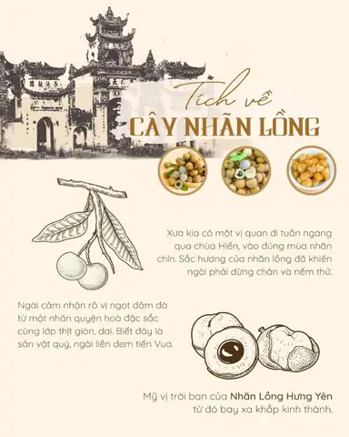Đặc Sản Nhãn Hưng Yên: Bí Quyết Chọn Mua, Cách Bảo Quản Và Các Sản Phẩm Nổi Tiếng Năm 2026 Đặc Sản Nhãn Hưng Yên: Bí Quyết Chọn Mua, Cách Bảo Quản Và Các Sản Phẩm Nổi Tiếng Năm 2026