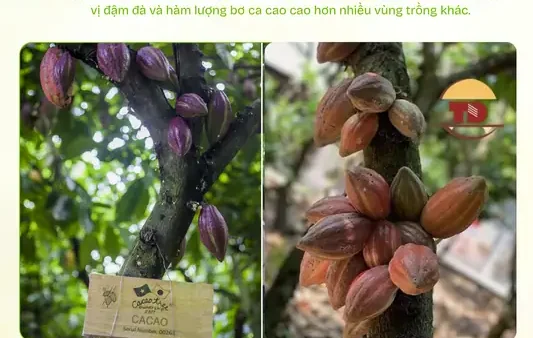 Khám Phá Danh Sách Đặc Sản Nhơn Trạch Đồng Nai Ngon Nức Tiếng Và Địa Chỉ Mua Làm Quà