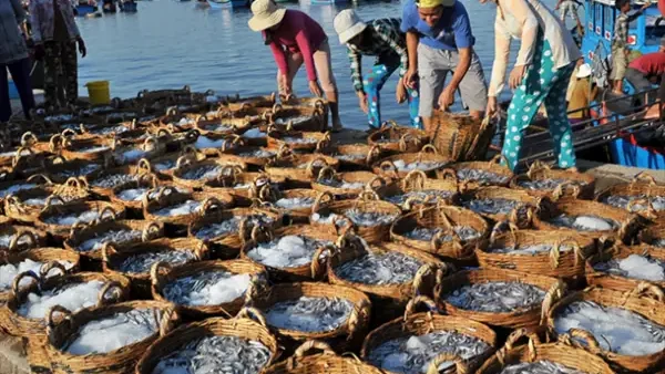 Top 7 Thương Hiệu Nước Mắm Phú Quốc Truyền Thống Ngon Nhất Năm 2026 Và Kinh Nghiệm Chọn Mua Làm Quà