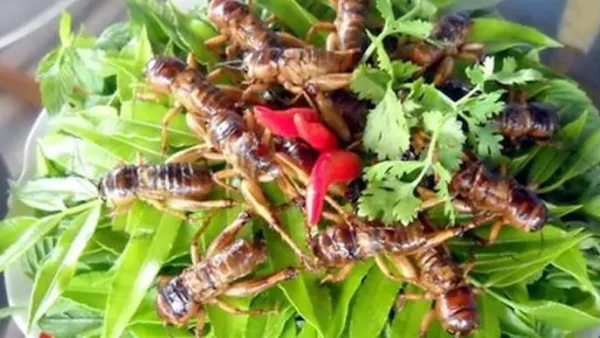 Khám Phá Danh Sách Đặc Sản Kon Tum Ngon Nổi Tiếng Nhất Định Phải Thử Và Mua Về Làm Quà