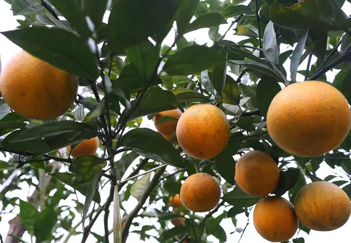 Top Các Món Đặc Sản Mai Châu Thơm Ngon Trọn Vị Và Địa Chỉ Mua Làm Quà Ý Nghĩa