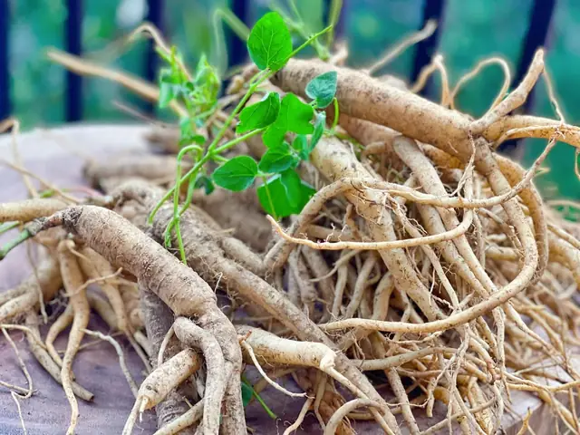 Top 15 Đặc Sản Măng Đen Ngon Trứ Danh Nên Thử Và Mua Làm Quà Năm 2026
