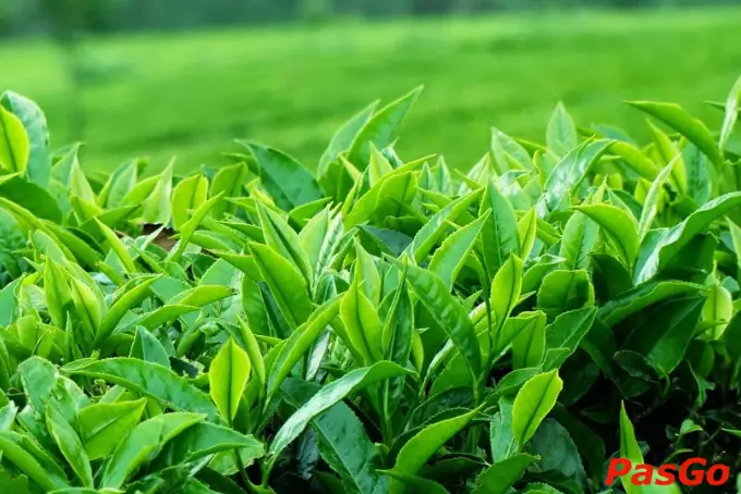 Đặc Sản Ở Thái Nguyên: Tổng Hợp 15 Món Ngon Trứ Danh Và Địa Chỉ Mua Làm Quà