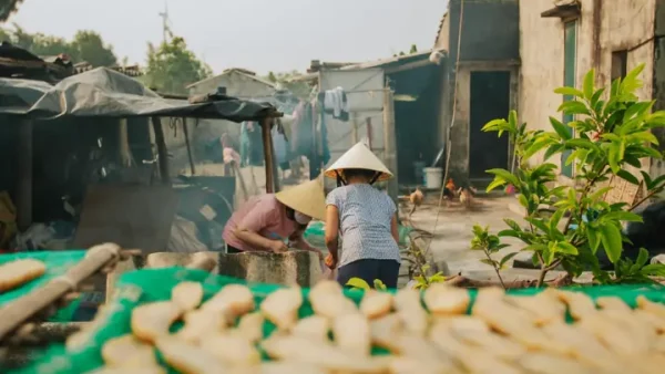 Khoai Deo Quảng Bình: Đặc Sản Dân Dã, Cách Chọn Mua Ngon Và Địa Chỉ Uy Tín Năm 2026