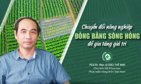 Khám Phá Đặc Sản Sa Huỳnh Quảng Ngãi Nổi Tiếng: Top Món Ngon Và Quà Biếu Đậm Vị Biển
