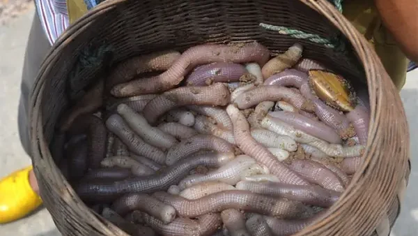 Tìm Hiểu Đặc Sản Sá Sùng Quảng Ninh: Giá Trị, Tác Dụng, Cách Chế Biến, Món Ngon & Bí Quyết Chọn Mua Chuẩn “tiến Vua”