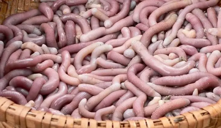 Tìm Hiểu Đặc Sản Sá Sùng Quảng Ninh: Giá Trị, Tác Dụng, Cách Chế Biến, Món Ngon & Bí Quyết Chọn Mua Chuẩn "tiến Vua"