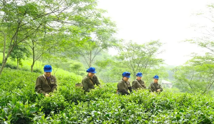 Đặc Sản Thanh Ba Phú Thọ Có Gì Ngon? Khám Phá Trọn Bộ Các Món Đặc Sản Nổi Tiếng Nên Thử Và Mua Làm Quà