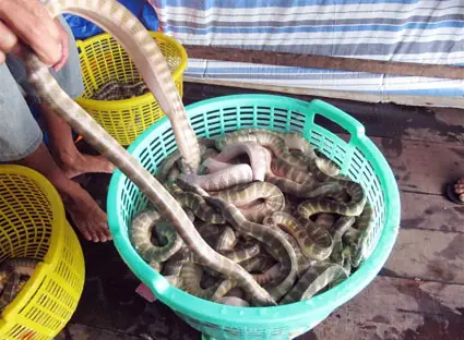 Top Đặc Sản Thiên Cầm Hà Tĩnh Thơm Ngon Hấp Dẫn Nhất Định Phải Thử