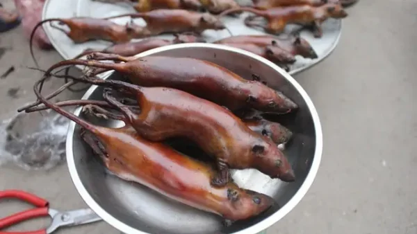 Đặc Sản Thịt Chuột Đồng Là Gì? Khám Phá Nét Ẩm Thực Độc Bản Và Top Các Món Ngon Nức Tiếng