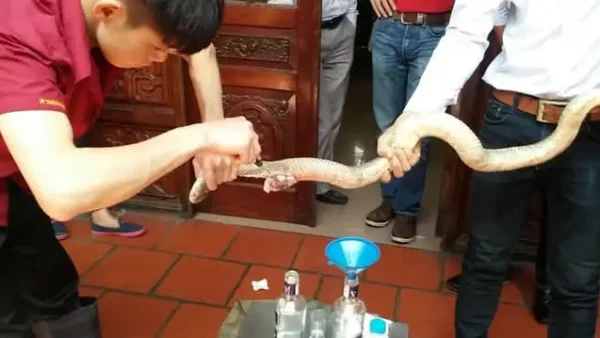 Tổng Hợp Các Món Đặc Sản Thịt Rắn Thơm Ngon, Bổ Dưỡng Và Cách Chế Biến Chuẩn Vị Nhất Cho Tín Đồ Ẩm Thực
