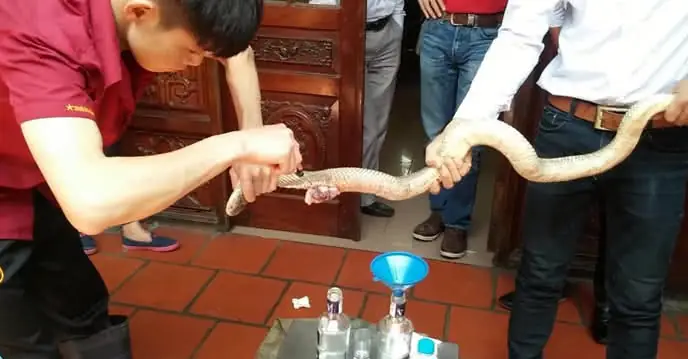 Tổng Hợp Các Món Đặc Sản Thịt Rắn Thơm Ngon, Bổ Dưỡng Và Cách Chế Biến Chuẩn Vị Nhất Cho Tín Đồ Ẩm Thực Tổng Hợp Các Món Đặc Sản Thịt Rắn Thơm Ngon, Bổ Dưỡng Và Cách Chế Biến Chuẩn Vị Nhất Cho Tín Đồ Ẩm Thực
