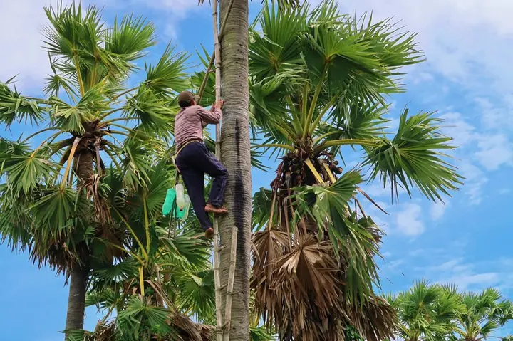Sự Thật Về Đặc Sản Thốt Nốt Cần Thơ Và Cẩm Nang Mua Làm Quà Ngon Đúng Điệu Sự Thật Về Đặc Sản Thốt Nốt Cần Thơ Và Cẩm Nang Mua Làm Quà Ngon Đúng Điệu