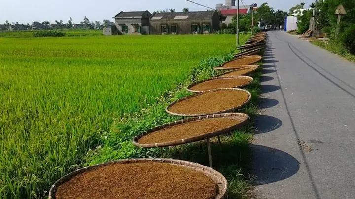 Khám Phá Đặc Sản Tiên Lãng Hải Phòng Nổi Tiếng Có Gì Ngon Và Độc Đáo? Khám Phá Đặc Sản Tiên Lãng Hải Phòng Nổi Tiếng Có Gì Ngon Và Độc Đáo?