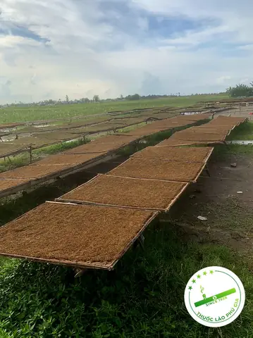 Top 7+ Đặc Sản Tiên Lãng Hải Phòng Nổi Tiếng: Thuốc Lào, Gỏi Cá, Trứng Vịt & Kinh Nghiệm Mua Uy Tín
