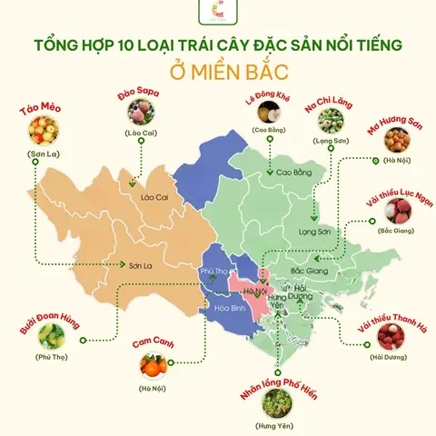 Khám Phá Top Các Loại Trái Cây Đặc Sản 3 Miền Nổi Tiếng Nhất Việt Nam