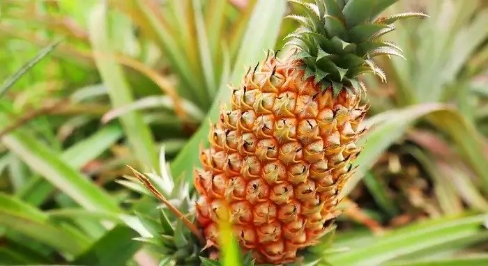 Khám Phá Đặc Sản Trái Cây Hậu Giang: Top Các Thức Quả Trứ Danh Miền Tây Nên Thử Và Mua Làm Quà