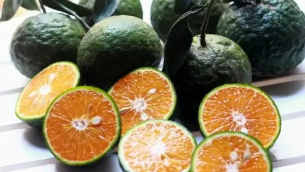 Khám Phá Đặc Sản Trái Cây Hậu Giang: Top Các Thức Quả Trứ Danh Miền Tây Nên Thử Và Mua Làm Quà