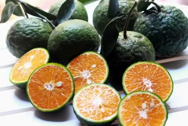Khám Phá Đặc Sản Trái Cây Hậu Giang: Top Các Thức Quả Trứ Danh Miền Tây Nên Thử Và Mua Làm Quà