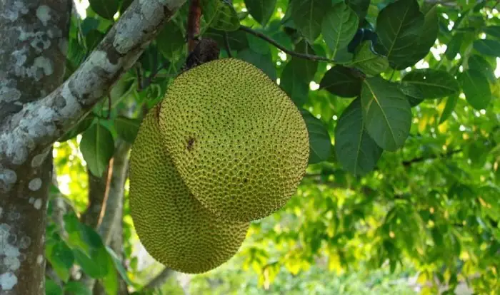 Khám Phá Đặc Sản Trái Cây Hậu Giang: Top Các Thức Quả Trứ Danh Miền Tây Nên Thử Và Mua Làm Quà