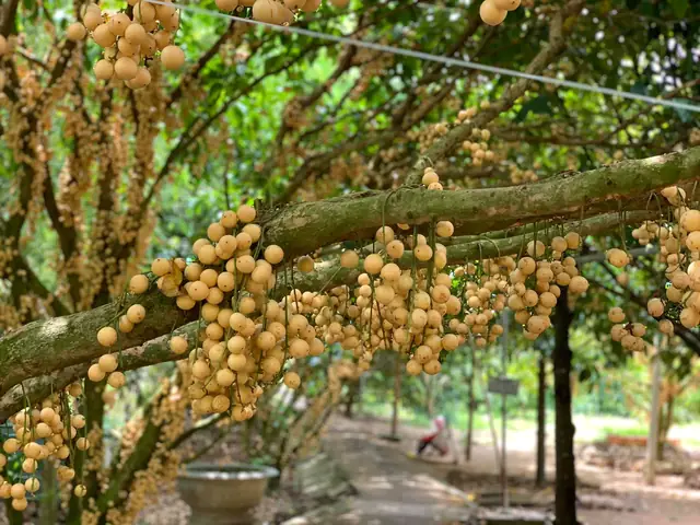 Khám Phá Đặc Sản Trái Cây Hậu Giang: Top Các Thức Quả Trứ Danh Miền Tây Nên Thử Và Mua Làm Quà