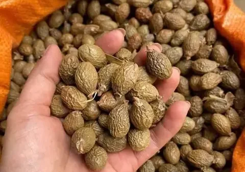 Tổng Hợp Các Loại Đặc Sản Trái Cây Ninh Thuận Nổi Tiếng, Giòn Ngọt Và Đậm Vị Miền Nắng Gió