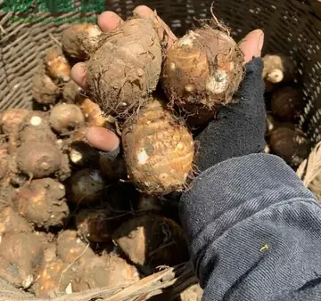 Đặc Sản Trạm Tấu Yên Bái Có Gì Ngon? Top Món Ngon Và Quà Biếu Đỉnh Cao 2026