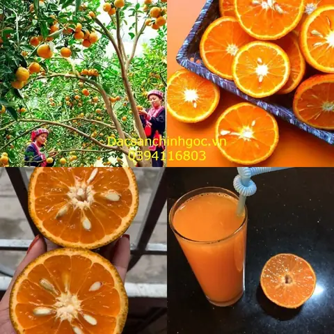 Top 20+ Đặc Sản Tuyên Quang Nổi Tiếng: Món Ăn Ngon & Quà Mang Đi Chuẩn Vị Gốc Top 20+ Đặc Sản Tuyên Quang Nổi Tiếng: Món Ăn Ngon & Quà Mang Đi Chuẩn Vị Gốc