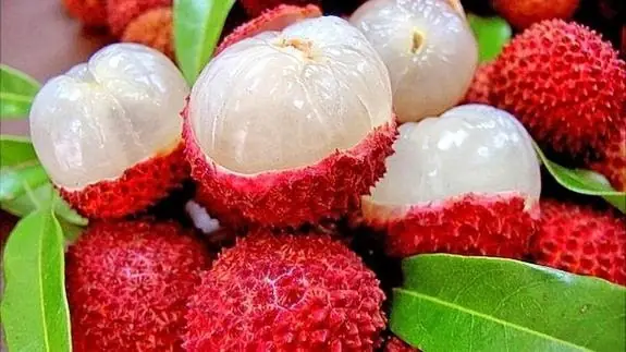 Đặc Sản Vải Thiều Ở Đâu? Top Các Vùng Trồng Nổi Tiếng Việt Nam Đặc Sản Vải Thiều Ở Đâu? Top Các Vùng Trồng Nổi Tiếng Việt Nam