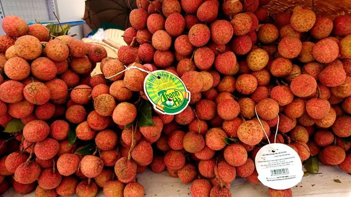 Đặc Sản Vải Thiều Ở Đâu? Top Các Vùng Trồng Nổi Tiếng Việt Nam Đặc Sản Vải Thiều Ở Đâu? Top Các Vùng Trồng Nổi Tiếng Việt Nam