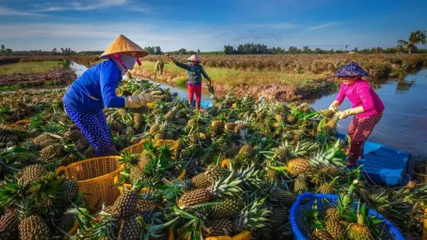Đặc Sản Vị Thanh Hậu Giang Có Gì Ngon? Top Những Món Đặc Sản Nổi Tiếng Nên Thử Và Mua Làm Quà