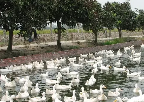 Đặc Sản Vịt Cỏ Vân Đình: Nguồn Gốc, Hương Vị, Cách Chọn Và Nơi Thưởng Thức