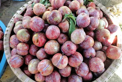 Top 16+ Đặc Sản Yên Bái Làm Quà Tặng Đắt Giá, Dễ Mang Đi 2027: Danh Sách Full Tên, Giá Tham Khảo, Nơi Mua Uy Tín