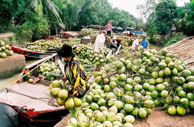 Dừa Là Đặc Sản Của Tỉnh Nào? Bên Trong Hương Vị Đặc Trưng Từ Xứ Dừa Bến Tre Dừa Là Đặc Sản Của Tỉnh Nào? Bên Trong Hương Vị Đặc Trưng Từ Xứ Dừa Bến Tre