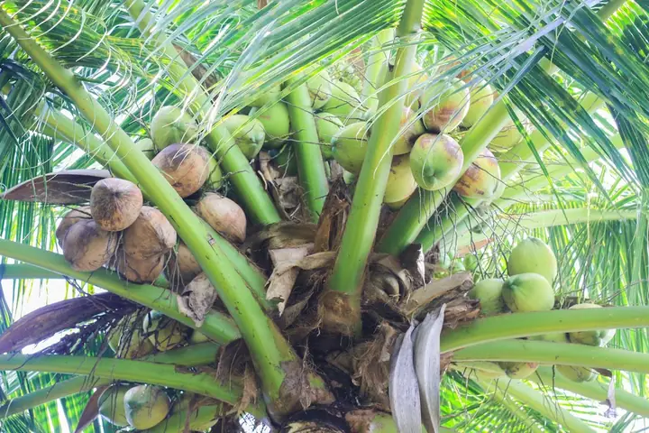 Dừa Sáp Đặc Sản Ở Đâu? Nổi Tiếng Nhất Tại Cầu Kè, Trà Vinh Dừa Sáp Đặc Sản Ở Đâu? Nổi Tiếng Nhất Tại Cầu Kè, Trà Vinh