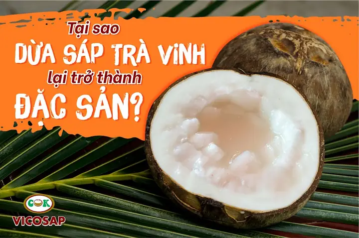 Dừa Sáp Đặc Sản Ở Đâu? Nổi Tiếng Nhất Tại Cầu Kè, Trà Vinh Dừa Sáp Đặc Sản Ở Đâu? Nổi Tiếng Nhất Tại Cầu Kè, Trà Vinh