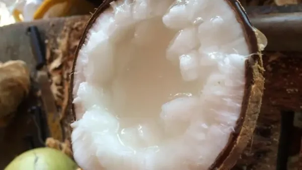 Dừa Sáp Trà Vinh (cầu Kè): Đặc Điểm Nhận Biết, Cách Ăn Ngon, Giá Tham Khảo & Kinh Nghiệm Mua Chọn Chuẩn Vị