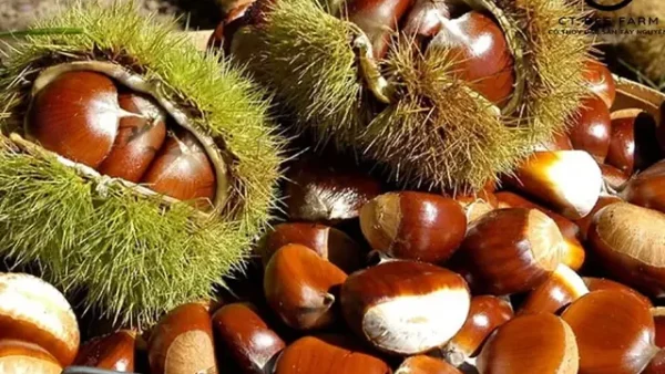 Hạt Đặc Sản Tây Nguyên Nào Ngon, Dinh Dưỡng Và Phù Hợp Mua Quà Tặng?