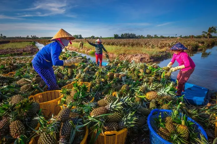 Hậu Giang Có Đặc Sản Gì? Top Món Ngon Và Trái Cây Đáng Thử