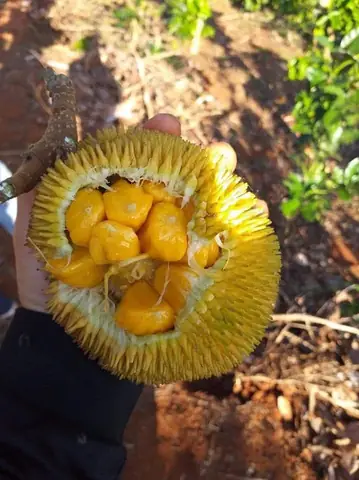 Khám Phá Top Các Loại Hoa Quả Đặc Sản Đà Nẵng Sấy Khô Và Hạt Khô Ngon Nhất Để Mua Quà