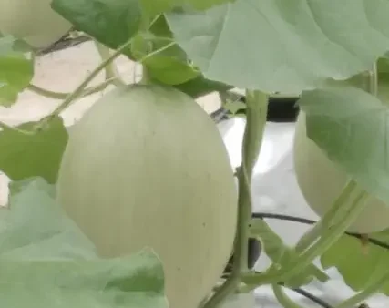 Khám Phá Top Các Loại Hoa Quả Đặc Sản Đà Nẵng Sấy Khô Và Hạt Khô Ngon Nhất Để Mua Quà